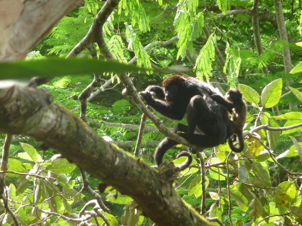 Topos Tree House Cahuita Εξωτερικό φωτογραφία