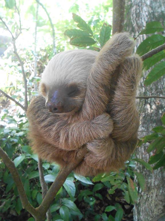 Topos Tree House Cahuita Εξωτερικό φωτογραφία