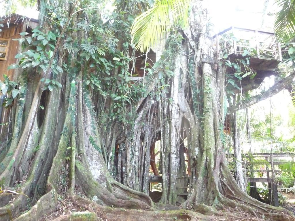 Topos Tree House Cahuita Εξωτερικό φωτογραφία