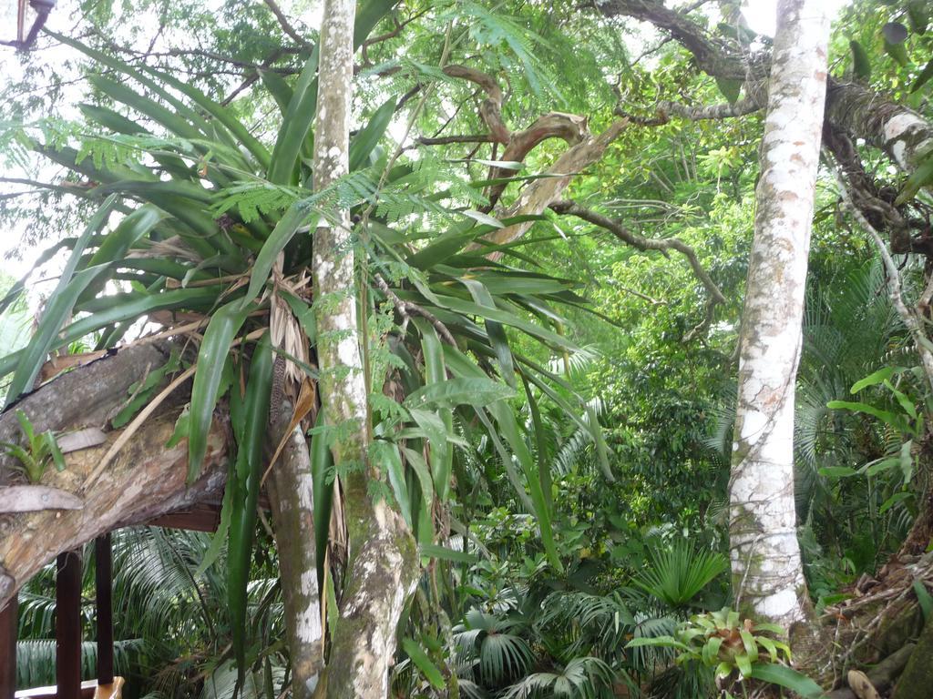 Topos Tree House Cahuita Εξωτερικό φωτογραφία