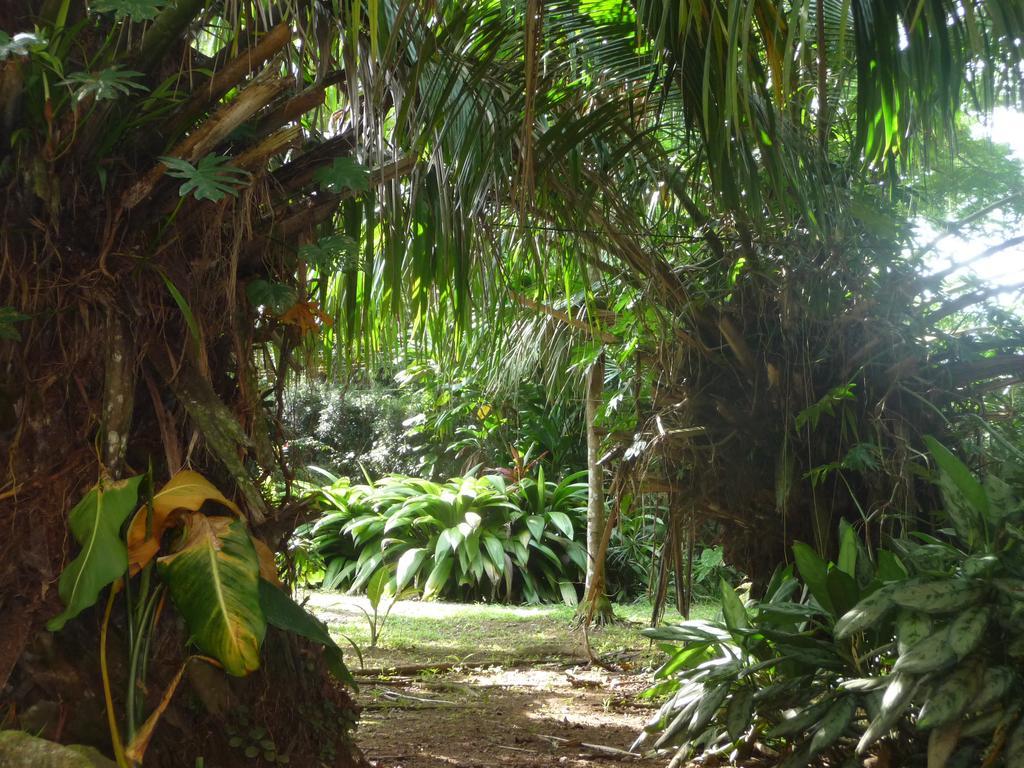 Topos Tree House Cahuita Εξωτερικό φωτογραφία
