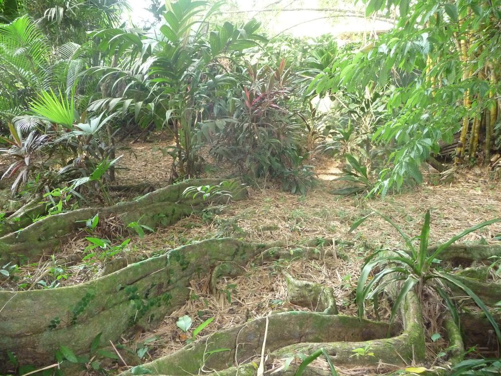 Topos Tree House Cahuita Εξωτερικό φωτογραφία