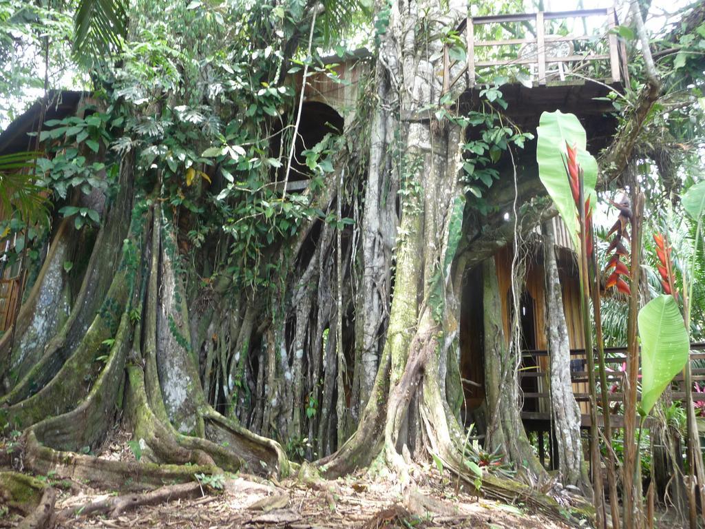 Topos Tree House Cahuita Εξωτερικό φωτογραφία