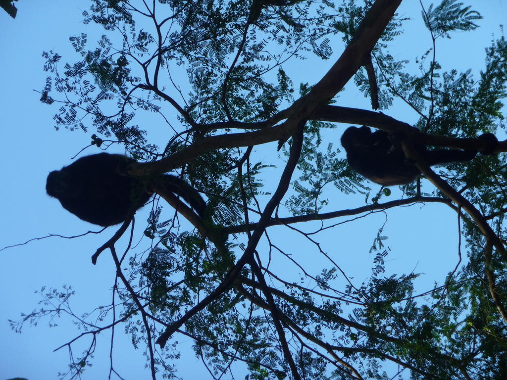 Topos Tree House Cahuita Εξωτερικό φωτογραφία