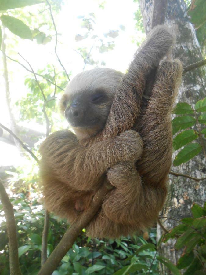 Topos Tree House Cahuita Εξωτερικό φωτογραφία